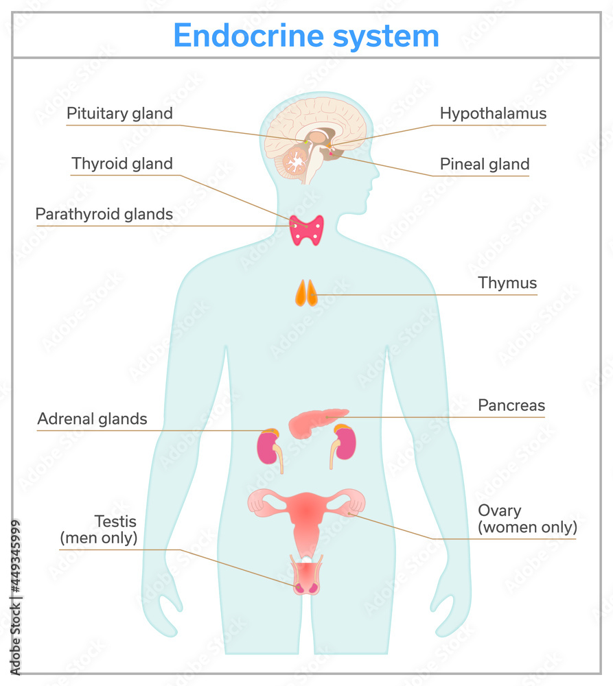 Endocrine Glands System Medical Science Vector Illustration Diagram 