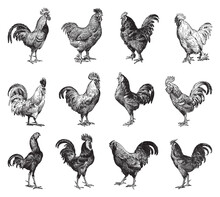 Chicken Rooster Collection - Vintage Engraved Vector Illustration From Larousse Du Xxe Siècle