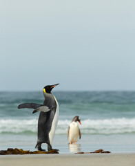 Wall Mural - king penguin on a coastal area of the falkland islands