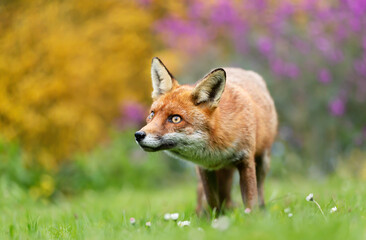 close up of a red fox against colorful background in spring
