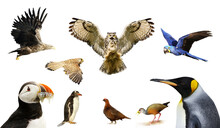 A Selection Of Birds On A White Background
