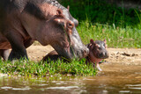 Fototapeta  - hippos Murchinson Falls National Park Uganda
