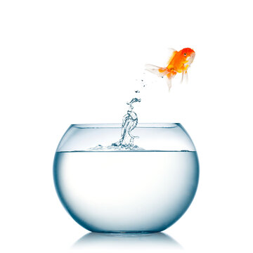 Goldfish jumping out of fishbowl to liberty.