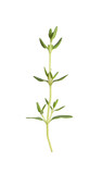 Fototapeta  - Aromatic thyme sprig on white background. Fresh herb
