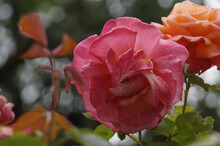 Shallow Focus Closeup Shot Of A Pink Hybrid Tea Rose In Nature
