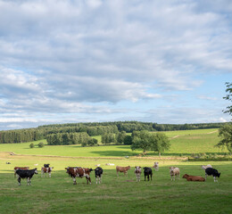 cows in variations of white, black, brown and red in green grassy countryside landscape of northern france near charleville