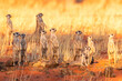 Erdmännchen Gruppe (Suricata suricatta) in der Kalahari, Namibia