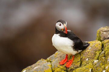 Canvas Print - Papageitaucher (Fratercula arctica)