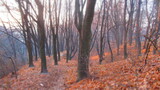 Fototapeta  - Jesienny las, opadnięte liści