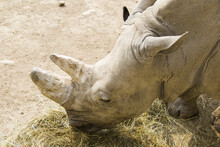 Closeup Of A Rhino Eating Dry Grass.