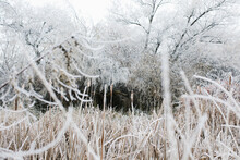 Frosted Grasses And Trees Around Wilson Pond In Nampa, Idaho