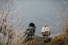 Closeup Shot Of Two Ducks Next To A Pond On A Foggy Winter Morning