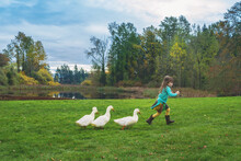 Three Ducks Walking Behind A Girl In Rural Landscape, USA
