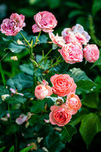 Roses In The Small Garden