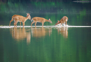 frolic in the water