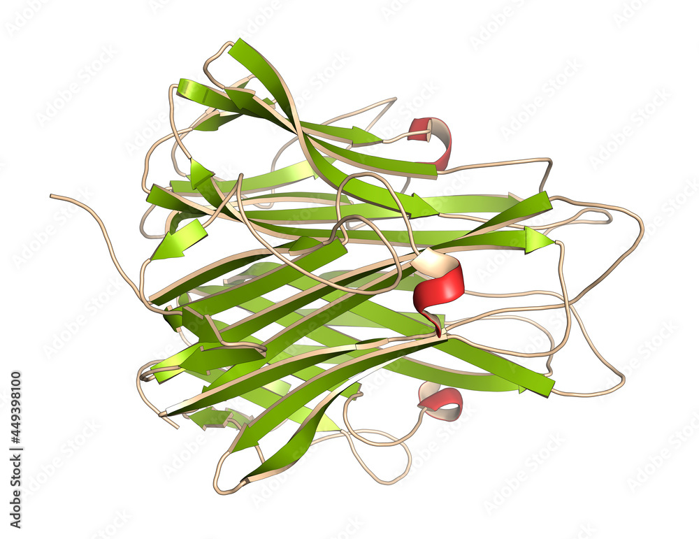 Tumor necrosis factor alpha (TNF) cytokine protein molecule, 3D の Stock ...