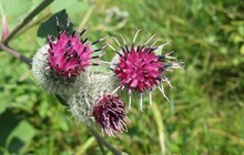Burdock Flowers In The Meadow On Natural Green Plant Background
