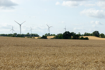 Poster - Beautiful view of a large wheat farm with wind turbine towers in the background