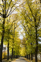 Canvas Print - Vertical shot of a gorgeous view of autumn with high rising trees and yellow fallen leaves