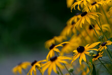 Close Up Of Rudbeckia Flowers With Space For Copy