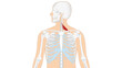 Anatomie - Muskulatur des Menschen - Musculi scaleni