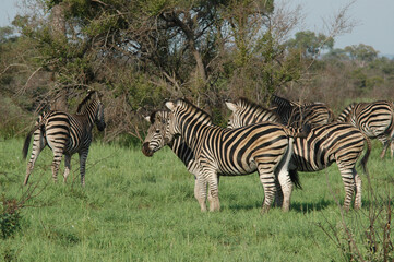 Poster - Group of zebras in the field