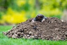 Mole Peeking From The Mole Hill In The Garden