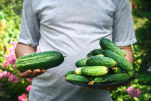 A Man Holding A Plate With Fresh Cucumbers From The Garden And A Huge Cucumber
