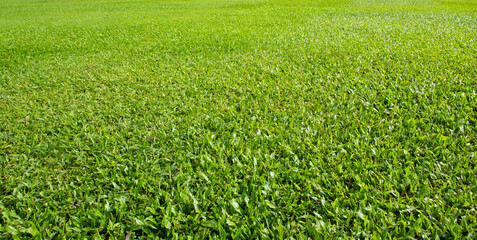 Canvas Print - Green meadow grass field from outdoor park