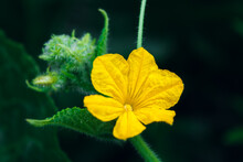 Yellow Cucumber Flower On A Branch Close Up With Blurred Background And Place For Text