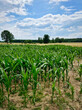 Kukurydza na polach upraw. Widok na obszary wiejskie w okresie lata. 