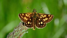 Chequered Skipper (Carterocephalus Palaemon), Arctic Brown Orange Butterfly Perching On Grass
