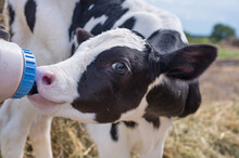 Portrait Of Cute   Little Holshtain Calf   Eating  Near  Hay. Nursery On A Farm. Close Up