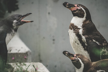 Canvas Print - Group of white and black penguins on a blurry background