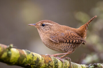 Wall Mural - Eurasian Wren bird, Troglodytes troglodytes, display, singing and mating during Springtime