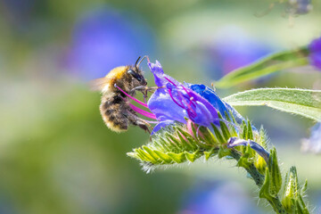 Wall Mural - Common carder bee, Bombus pascuorum, pollination on purple butterflybush