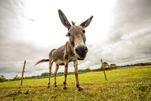 Funny, Cute, Donkey On Green Grass, Pasture, Outdoors.