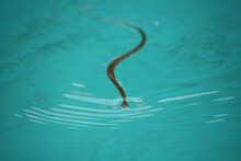 Snake In The Water