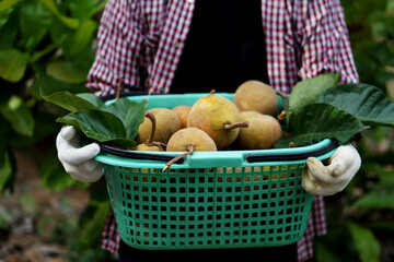 Wall Mural - Gardener holds full basket of santal fruits. Concept : Organic local fruits that Thai villagers grows in garden or backyard to eat in family, share or sell. Seasonal fruit.         