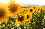 Fototapeta Kwiaty - Bright yellow sunflowers field at sunset. Nature and agriculture concept.