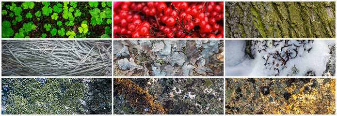 Wall Mural - Set of natural textures. Nature objects close-up: trunks and bark of trees, foliage of plants, surface of stones, grass and berries, hoarfrost and snow. Collection of panoramic backgrounds for design.
