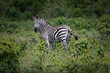 zebra in the grass 