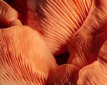 Background Of Pink Oyster Mushrooms