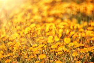 yellow dandelion field background, abstract panorama yellow flower blooming dandelions