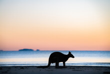 Silhouette Of A Wallaby Crouching Down With The Colours Of Dawn Behind It.