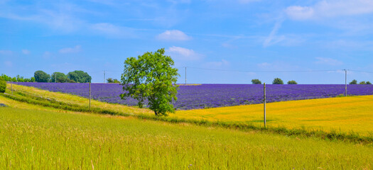 Wall Mural - English lavender fields and rolling hills grassland landscape panorama background