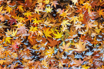 Wall Mural - maple leaves on the pond in autumn