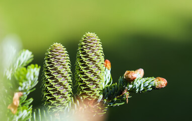 Wall Mural - A branch of Korean fir with cones and raindrops in a spring garden on a blurred background