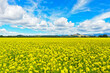 Close-up of golden field of flowering rapeseed with white clouds on blue sky, beautiful natural landscape