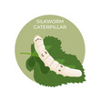 A silkworm caterpillar on a green leaf of a mulberry tree. This is great as a learning tool . Vector illustration, isolated.